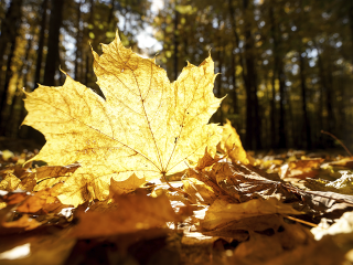 Синоптики удивили: на ноябрьские праздники в Подмосковье будет до +10 и ни снежинки