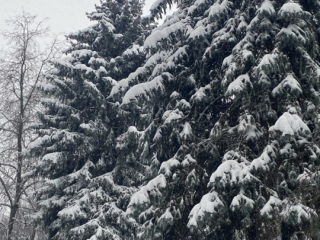 Морозы до -6° и сугробы: синоптик предупредил о резком наступлении зимы в Подмосковье