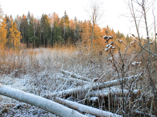 Зима «передумала»: обещанные морозы и снег в Подмосковье продлятся два дня