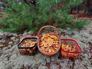 Грибы стелются ковром: любители «тихой охоты» в Луховицах набирают корзинки гигроф, маслят