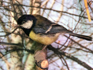 Синицы-разведчики, снегири-бойцы: все о птичьей столовой в Серебряных Прудах