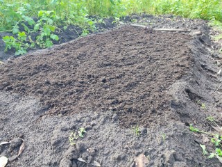 Озимый чеснок пророс осенью? Не паникуйте — вот простая схема действий