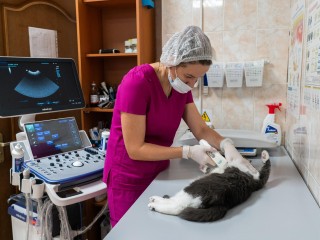 Чтобы хвосты махали веселей: где в Подмосковье делают УЗИ и рентген заболевшим питомцам