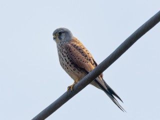 На балконе многоэтажки в Новом Павлино заметили сокола-пустельгу