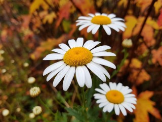 Природа удивляет: какие цветы можно найти в Лобне в ноябре