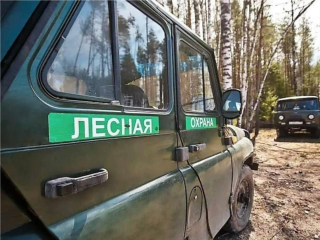 Лесной патруль против лесной братвы: как жители Подмосковья погуляли среди деревьев на ₽800 тыс.