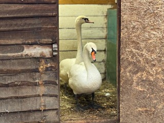 Как звезды Сергиева Посада проведут зиму: Стеша и Микеша адаптировались к новому дому