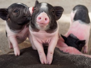 Зверинец под запретом: за свиней и тигров в квартире начали штрафовать на ₽200 тыс.