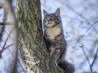 Альпинист снял с дерева шестимесячного мейн-куна в Балашихе