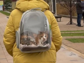 Женщина, которая выгуливала кота в прозрачном рюкзаке, удивила прохожих в Солнечногорске