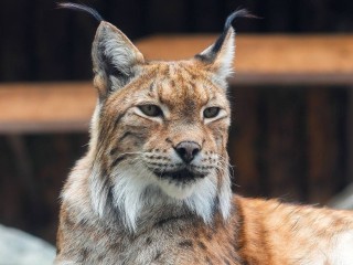 Рыси в Московском регионе сменили рыжий окрас на серый: будут заметнее без снега