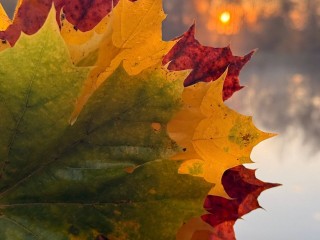 Гороскоп для всех знаков Зодиака на 15 ноября 2025: Близнецы, Раки и Львы сорвут джек-пот, а Девам, Весам и Скорпионам лучше не принимать поспешных решений