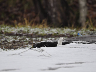 Скрытная, как разведчик: «переодевшаяся» ласка попала на камеру в Лосином острове