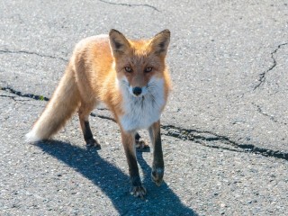 Необычный гость у детсадовцев: что делает лиса на территории «Росинки» в Истре