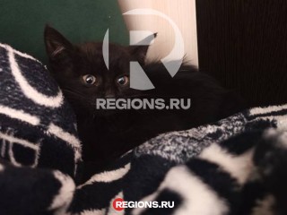 «Совсем малыш, с мою ладонь»: жители Балашихи спасли котенка, провалившегося в подвал