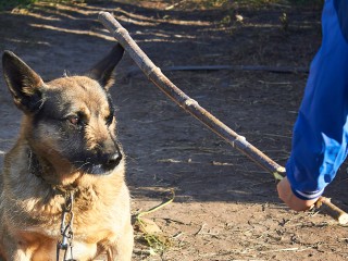 Как выявить живодера и какое наказание грозит за жестокое обращение с животными