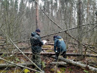 Лесные санитары в деле: как убирают бурелом у деревень Климовская и Кузнецово