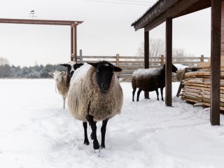 Какой народный праздник отмечают 11 ноября 2025: что можно и нельзя делать в Овчарный праздник