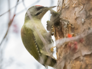 «Все места скрываю»: турецкий фотограф снял редких птиц в Павловском Посаде