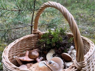 Грибы-моржи: какие виды можно найти в лесу в ноябре и как их готовить