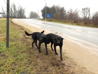 Собаки-близнецы встречают машины у Зендикова в ожидании хозяев