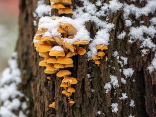 Гид по ноябрьским грибам от бывалого грибника: что еще растет и где искать