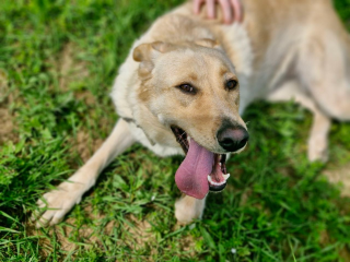 Ласковая девочка из приюта бездомных животных ищет семью