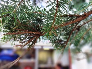 Сказка начинается: где в Шаховской установят огромную новогоднюю елку и откроют резиденцию Деда Мороза