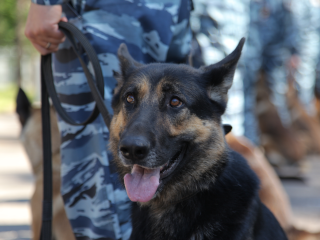 Вековая селекция: почему питбуль не отпустит, а овчарка не промахнется