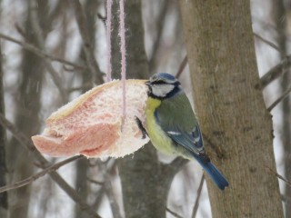 Маленькие комочки, ждущие помощи: почему важно помогать птицам зимой и как это делать правильно