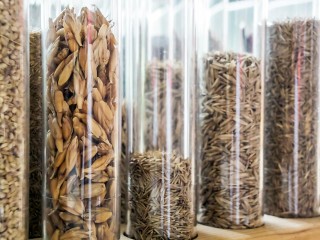 Климат на пульте: в Черноголовке построили лабораторию, где можно вырастить хоть манго, хоть морошку