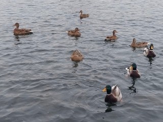 Утку-изгоя подкармливают жители Ленинского округа