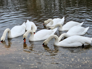 С приходом весны в Центральный парк вернутся лебеди Иван и Марья