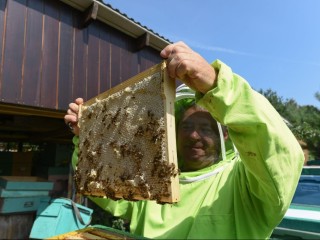 Пчеловоды из Шаховской получило грант на развитие в 3,6 млн рублей