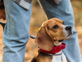 «Прерогатива самих владельцев»: почему запрет на животных в кафе может не сработать