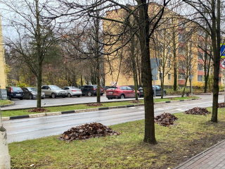 Грачи устроили шумный привал во дворе в Селятине