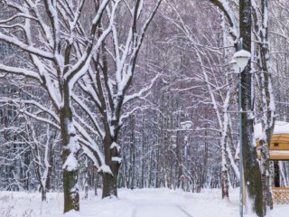 Снежные заносы и морозы под -20? Когда в Подмосковье придет настоящая зима