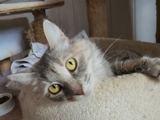 Добро с урока: школьники Волоколамска собрали корм для монастырских кошек