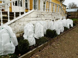 Приусадебный музейный розарий во Фрянове защитили от морозов