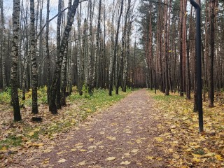 Зима откладывается? Ноябрь снова радует аномальным теплом жителей Подмосковья