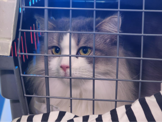 Бездомной кошечке Пуше нашли новых хозяев на благотворительной выставке в Люберцах