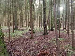Лесной спа‑салон: как в Мещерском лесничестве около деревни Борьево оздоравливают лес без вреда для экосистемы