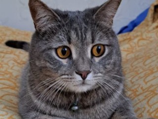 В Балашихе четвертый день ищут пушистого друга 93-летней жительницы