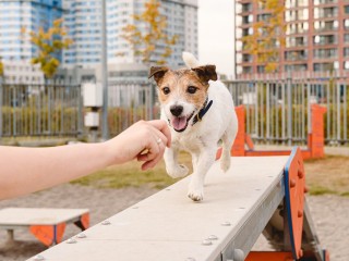 Площадку для выгула собак в микрорайоне Южный построят до конца ноября