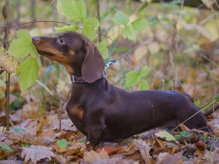 Стандарт для хвостатых: новые площадки для выгула собак появятся в Подмосковье
