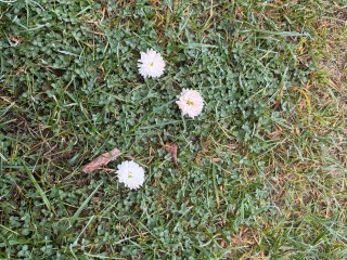 «Весенний» сюрприз в ноябре: под Истрой зацвели маргаритки