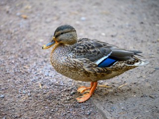 Экологи призвали не кормить огарей на Комсомольском пруду Одинцова
