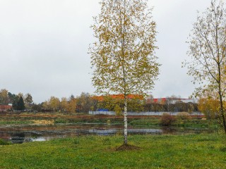 Лучшие участки в этих округах: где в Подмосковье быстрее всего разбирают землю на торгах