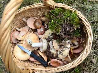 В лесах Шатуры большой грибной бум