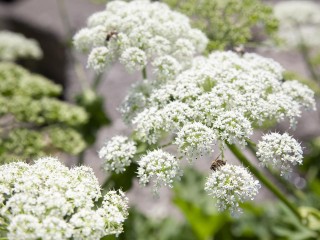 Названы самые опасные растения Подмосковья: от чего можно пострадать на даче и в лесу